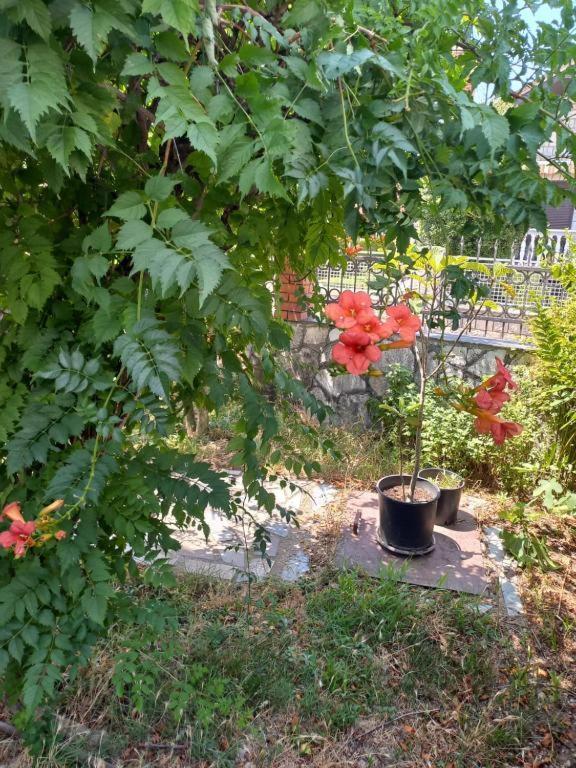 Traveler'S Rest - Near Podgorica Airport Pansiyon Mitrovici  Dış mekan fotoğraf
